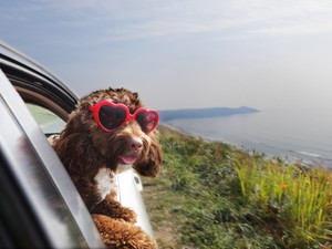 Így utazz a házi kedvenceddel - Cesar Millan tanácsai