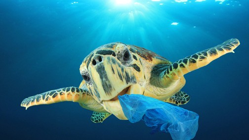 10 dolog amit most megtehetsz, hogy megelőzd az óceánszennyezést