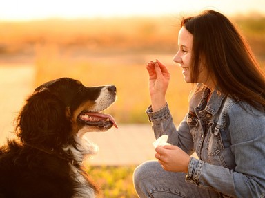 Csak egy igazán boldog kutyán látod ezeket a jeleket!
