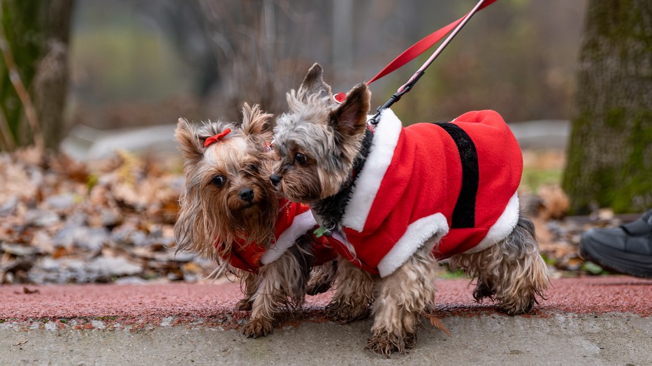 Fantasztikus programmal várják a kutyarajongókat a szervezők Mikulás napján