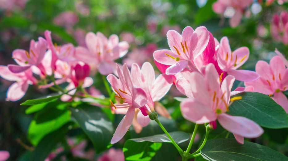 A lonc kertünk éke lehet