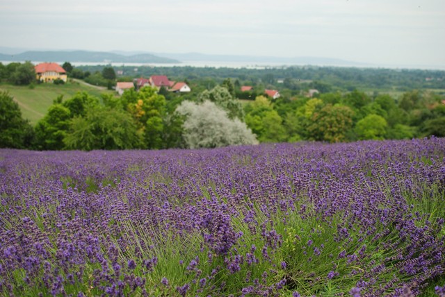Szuper program a hétvégére: irány a levendulaszüret
