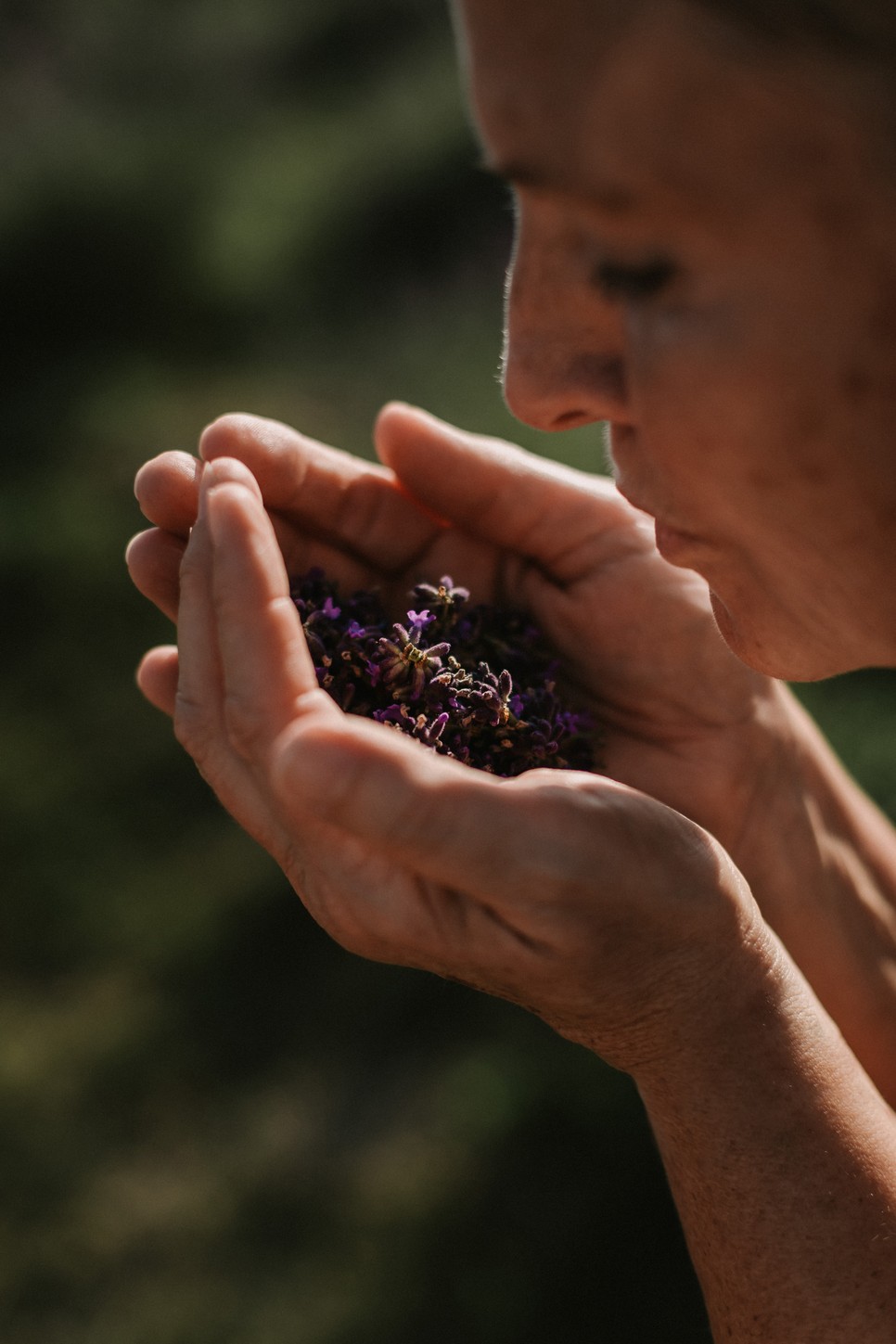 Levendula-molnardani-4790 (1)