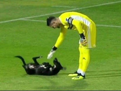 Nem lesz cukibb ma a focipályára szaladó kutyánál