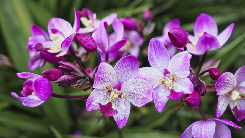 Házi tápoldattal támogathatjuk a szobanövényeink növekedését