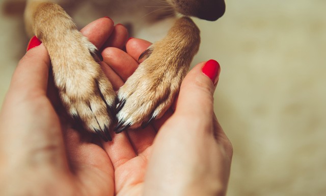 Lenne mit tanulnunk a házi állatainktól