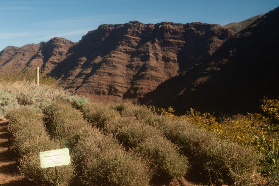 A közösségi kert célja a régióban őshonos növények megőrzése, amelyek a felmelegedés és a szélsőséges időjárás miatt egyre nehezebben maradnak életben.