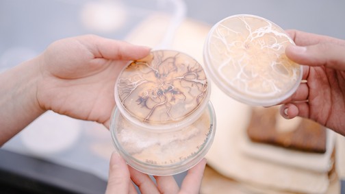 A szülői ház kőrisfáján felfedezett gomba lehet a fenntartható divatipar egyik titka - A Fraxinea alapítóival beszélgettünk