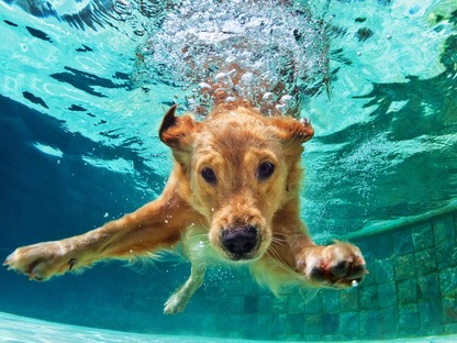 Heti cuki: ez a kutyus kiszedi az óceánból a szemetet