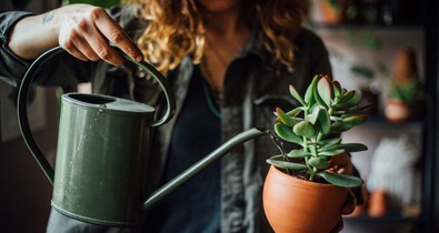 5 jel, hogy túlöntözöd a szobanövényeidet