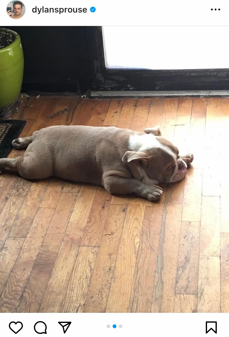 Dylan Sprouse megindító posztban búcsúzott el kutyájától
