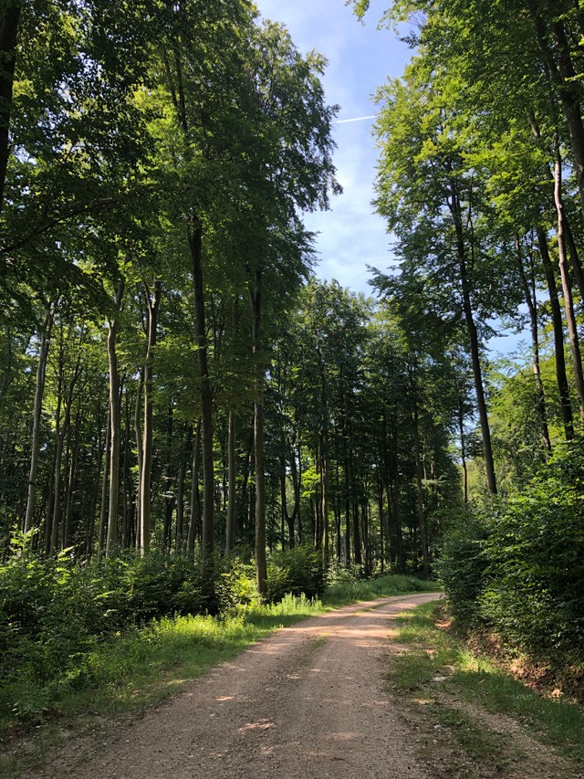 Így hat a klímaváltozás a magyar erdőkre: a fenntarthatóság fontosságára neveli a gyerekeket az Erdei Vándortábor