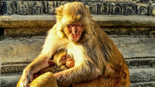 Biohacking kísérlet: Az Ikigai nyomában