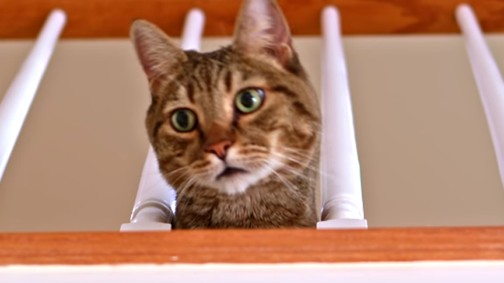 Hogyan reagálna a cicád, ha meghalnál? Hát így!