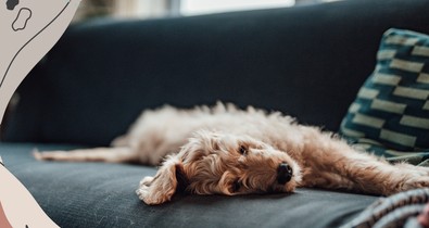 Hasít az "Ültetünk egy fát, ha posztolsz a kis kedvencedről" trend - De ki fogja elültetni ezt a sok fát?