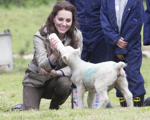 Kate Middleton bárányt szoptat