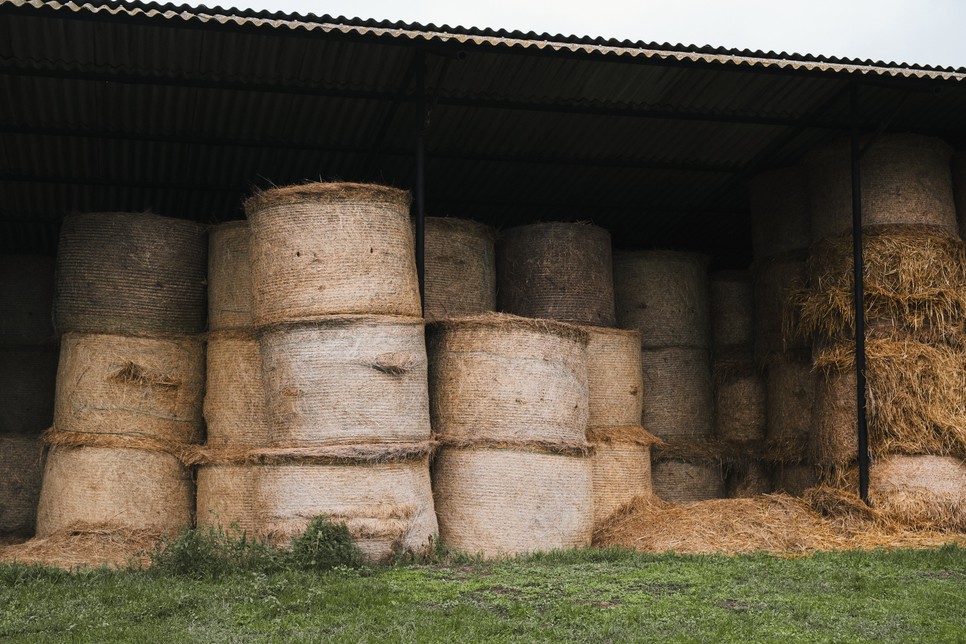 A vízhiány miatt már nem nő elegendő takarmánynövény, és a Dunántúlról kell szállítani, aminek évről évre nő a költsége