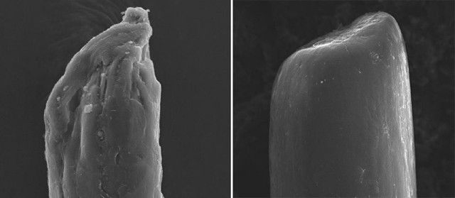 OLAPLEX nélkül és OLAPLEX-szel, világosított haj mikroszkópos képe