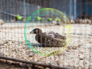 Az, hogy egy állat vagy növény nem mutatja valamely betegség tüneteit, még nem jelenti, hogy jól is érzi magát