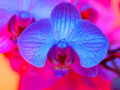 Te tudod, hogy néz ki a csiklód? Le tudnád rajzolni?