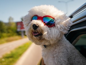 Innen tudod biztosan, hogy a kutyád tényleg boldog, és ideális gazdája vagy