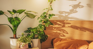 5 növény, amitől úgy alszol, mint a bunda - ezeket a virágokat tartsd a hálószobádban