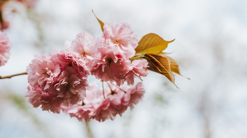 Nem kell japánig utaznod azért, hogymegnézd a cseresznyefa virágzást! Vár a budapesti Füvészkertben!
