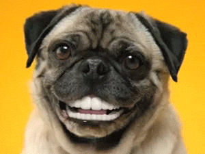 Ezektől a hipercuki, balfék kutyusoktól azonnal jobb kedved lesz