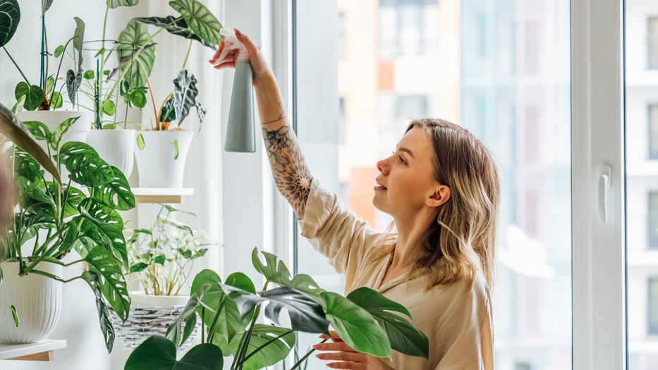 Ezeket a szobanövényeket érdemes beszerezni