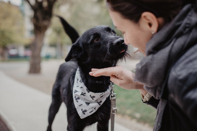 Menj koncertre és ments meg egy örökbefogadásra váró kiskutyát