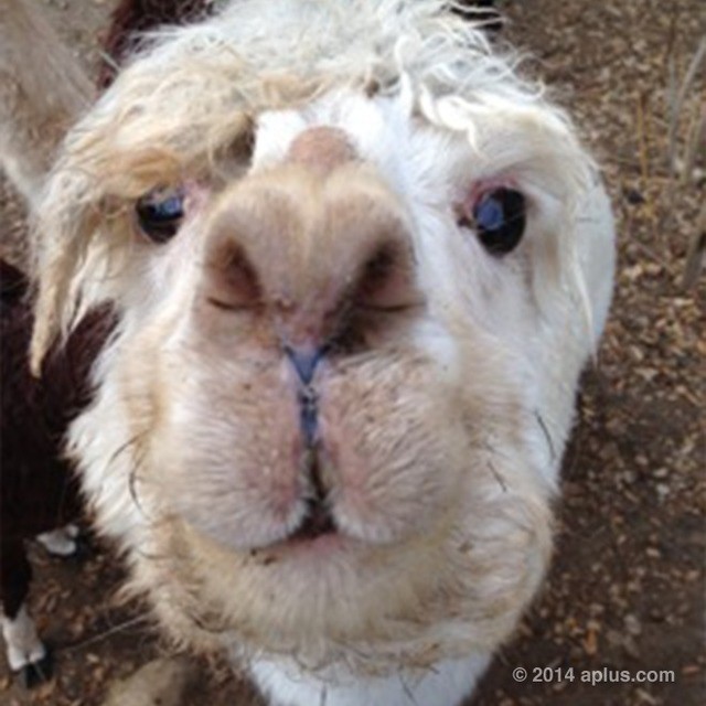 Az első fotó Mila Kunis és Ashton Kutcher kislányáról!