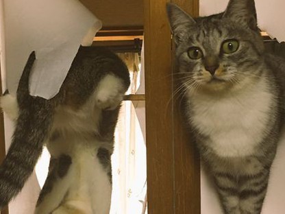 Mutatjuk a legabszurdabb, legviccesebb dolgokat, amiket a macskák csinálnak! 