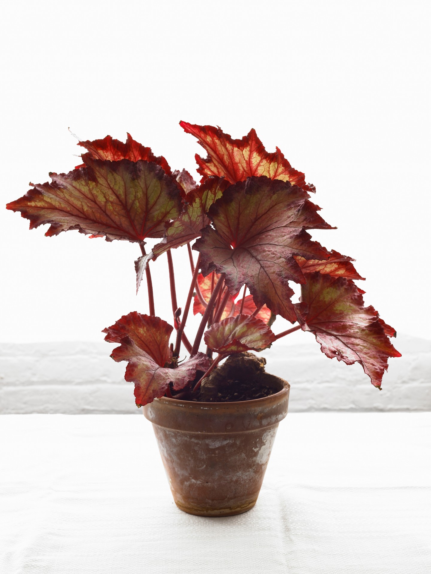  13. Tűzgyöngyvirág: Ez a kevésbé ismert évelő növény, a tűzgyöngyvirág vagy más néven tűzeső, nagyon feltűnő színű levelekkel rendelkezik. A tüskés virágai nem éppen feltűnőek, de levelei miatt mégis kitűnik. A napsütést és az árnyékot is kedveli.