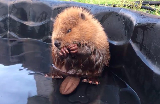 videó, hód, bébi hód, mosakszik