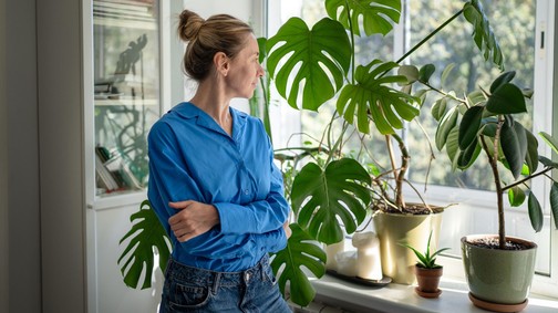 A legtöbben rossz helyre teszik a szobanövényeket, érdemes inkább ide költöztetni őket