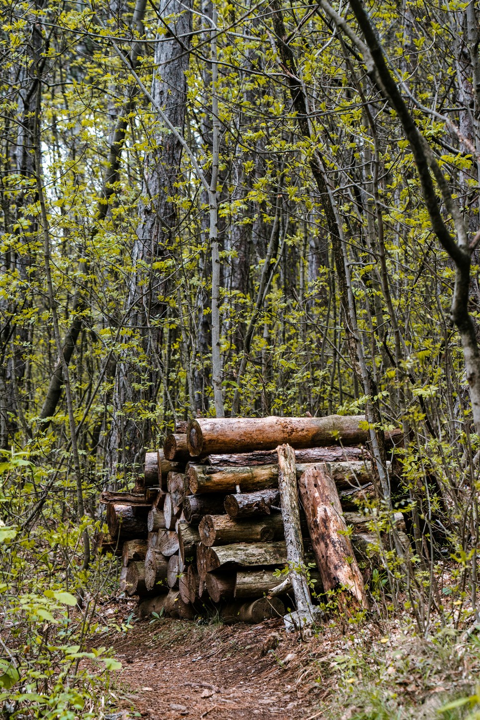 Az erdő sokkal több, mint faanyag