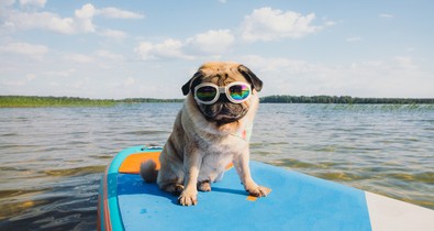 7 csodás hely a Balaton környékén, ahol a kutyádnak is örülnek