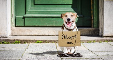 Idén karácsonykor se felejtkezzünk meg a kiszolgáltatott helyzetben lévő négylábú barátainkról