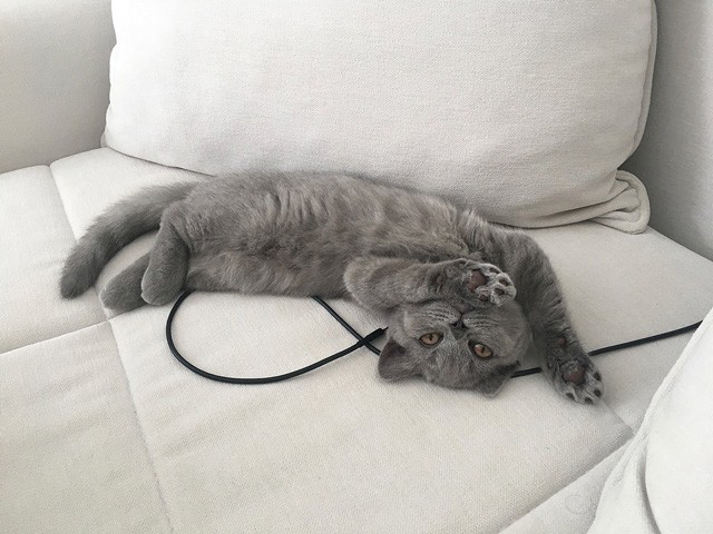 Illés Fanni: Életem két cicussal