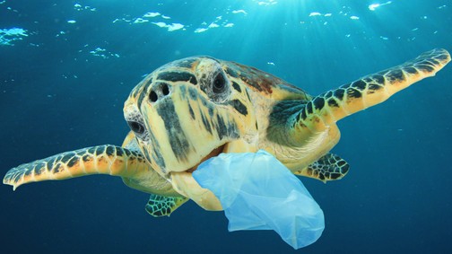 Már a méhlepényünkben is mikroműanyag van – hogyan védekezhetünk az élővilág csendes gyilkosai ellen?