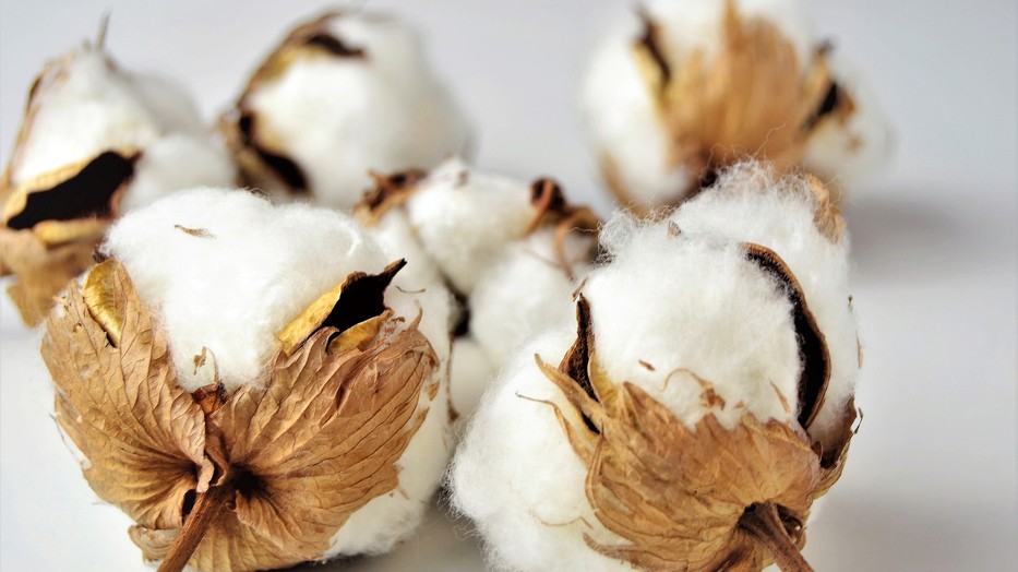 Viszlát olcsó pamutruhák? Ilyen hatással van a klímaváltozás a gyapottermesztésre
