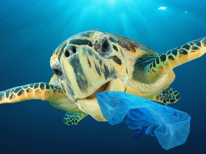 10 dolog amit most megtehetsz, hogy megelőzd az óceánszennyezést