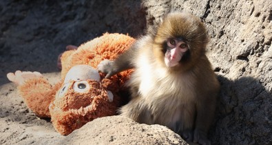 Egy makákóbébi adta fel a legszomorúbb leckét az emberiségnek idén