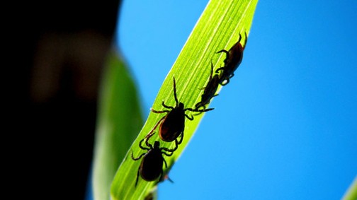 Lyme-kór: hogy ismerheted fel?