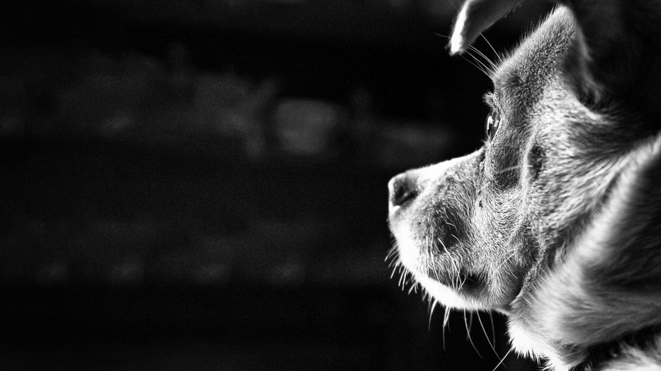 Ezt tedd, ha állatkínzás szemtanúja vagy! 