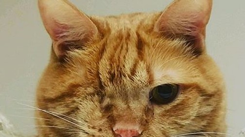 Állatkínzás? Cukiság? Óriásit megy az Instagramon a macska-manikűr