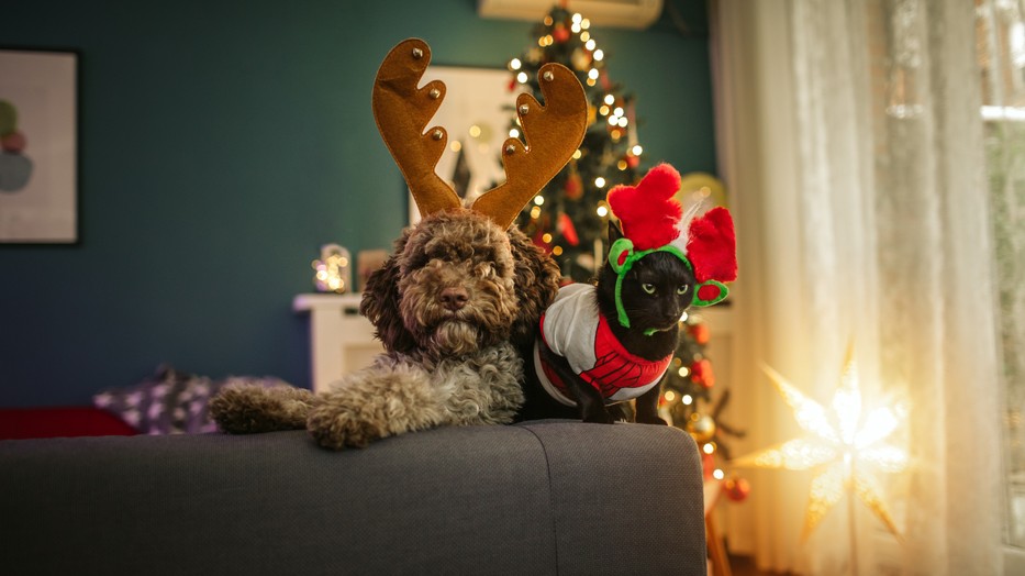 Így nyújtsunk biztonságot szilveszterkor is a házi kedvenceinknek