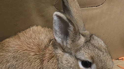 Bombának nézték ezt a pici nyuszit a reptéren!