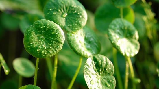 Ez a gyógynövény segít, hogy tovább élj