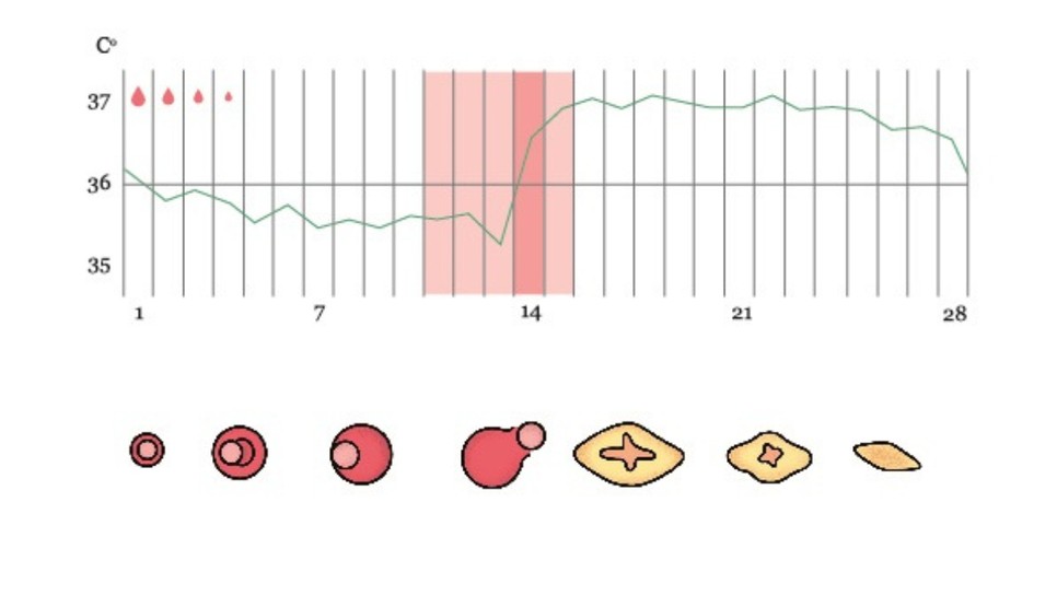 Ismerd meg a ciklusodat, hogy megkönnyítsd a mindennapokat